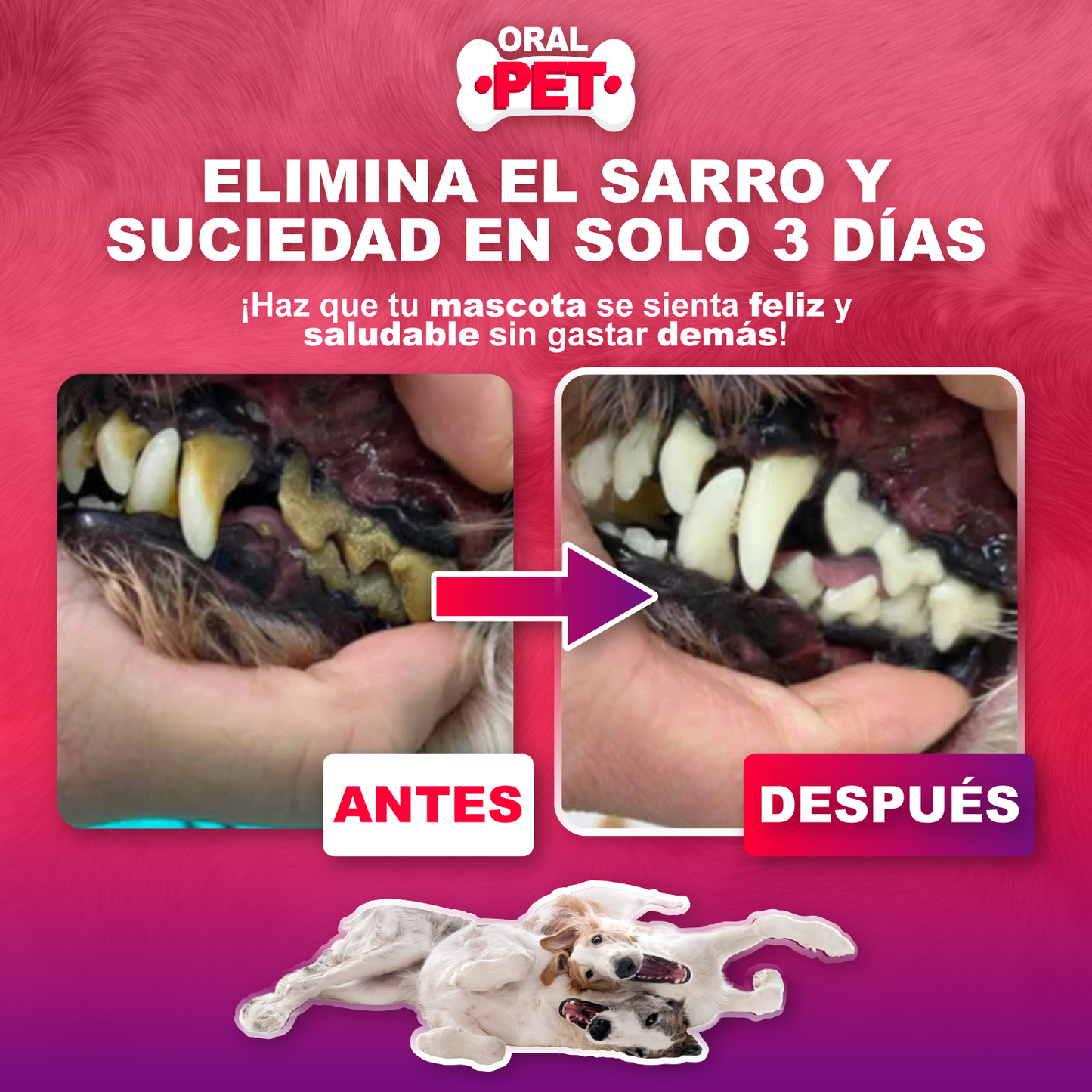 OralPet | Elimina el Sarro y Protege su Salud